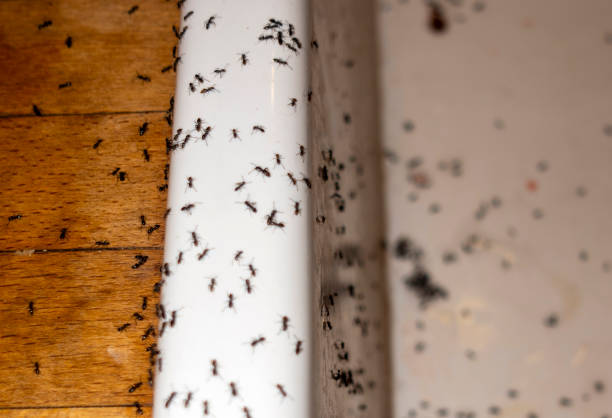 Best Pest Removal Services  in Glen Carbon, IL