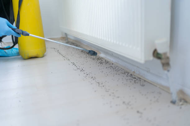 Best Cockroach Control Services  in Glen Carbon, IL