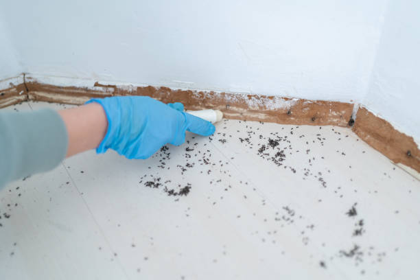 Best Cockroach Control Services  in Glen Carbon, IL
